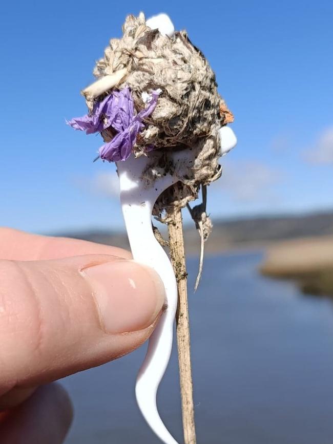 Seagulls have become ‘flying trash cans’ as they forage for food and gobble up single use plastics and regurgitate them in reserves and conservation areas. The stomach-turning study by IMAS researcher Lillian Stewart shows the single-use plastics sent to landfill become part of a breed of gull’s foraging diet.  Picture: IMAS