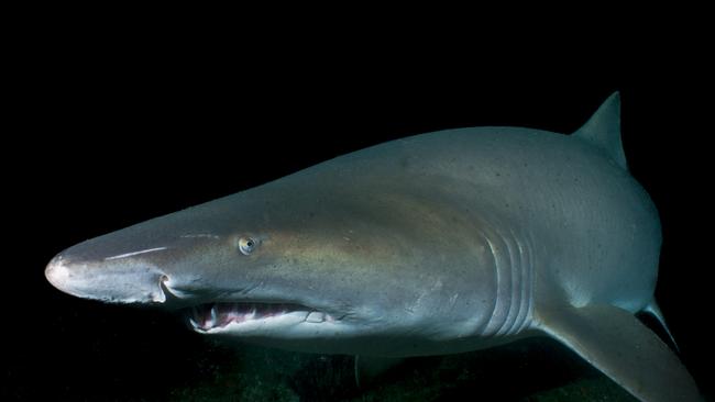 A grey nurse shark taken by Pete McGee. Picture: Instagram @petemcgeephotography