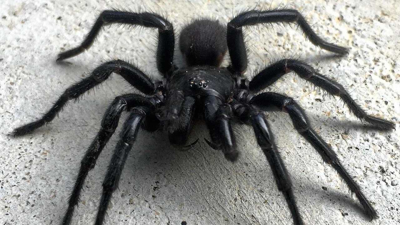 Man Rushed To Hospital With ‘funnel-web Spider’ Bite | The Courier Mail