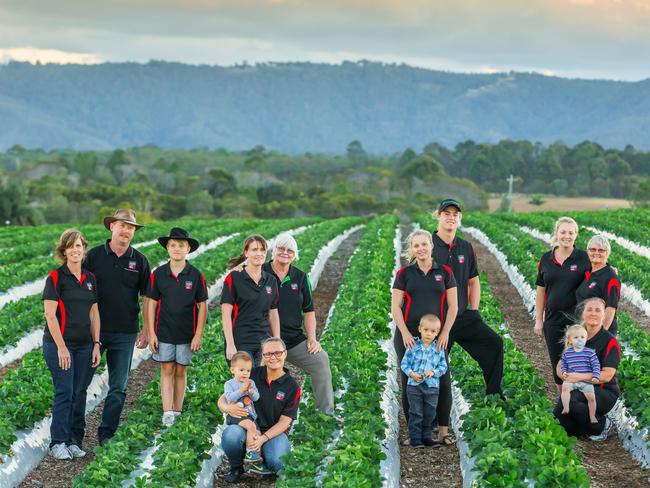 Taste 'N See strawberries, Schiffke and Stothart families, Queensland