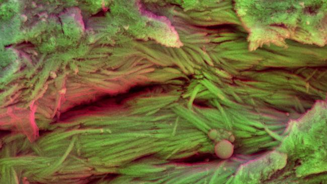 Method ... This picture shows density-dependent colour scanning electron micrographs of samples extracted from ribs of a dinosaur displaying mineralised fibres. British scientists found blood cells and collagen fibres in dinosaur bones kept at the Natural History Museum. Picture: AFP Photo / Laurent Mekul/ Sergio Bertazzo