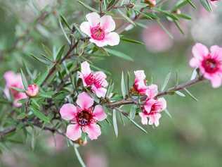 Pink New Zealand tea-tree. Picture: ouchi_iro