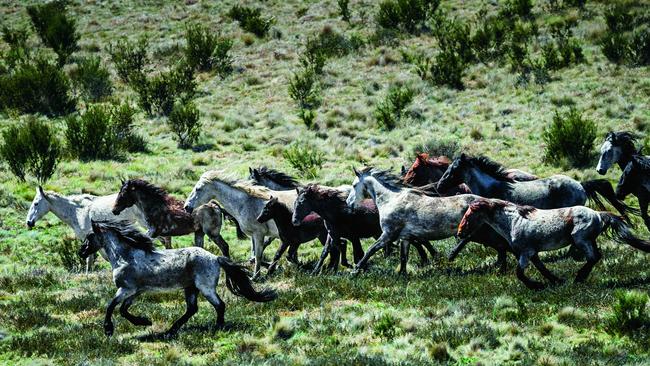 Brumby numbers are soaring in Kosciuszko National Park. Picture: Jason Edwards