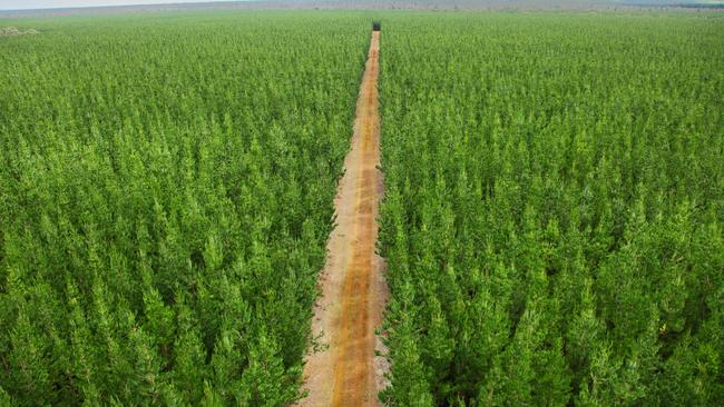 Timberlink forestry plantation near Tarpeena. Picture: Timberlink