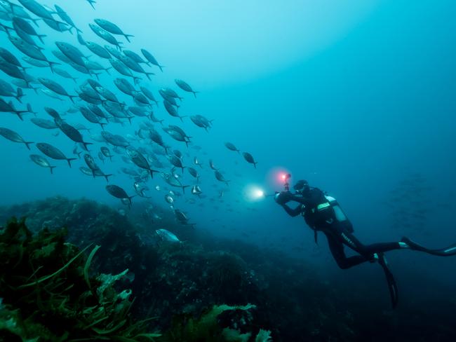 \A school of Skipjack Trevally surround filmmaker and scientist Stefan Andrews. Picture: Michaela Skovranova / Greenpeace