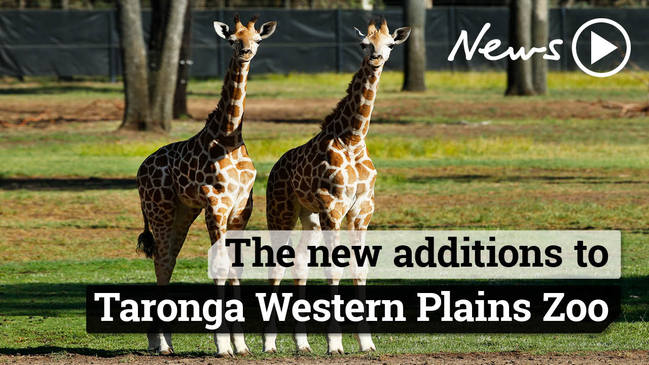 Baby giraffes at Taronga Western Plains in Dubbo!