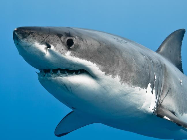 ‘Avoid the water’: Shark frenzy warning