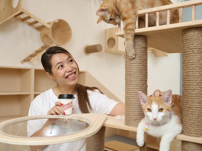 Maggie Jin is opening the Yumiao Cat Cafe in Waterloo. Where people can bring their cats or just have a coffee. Picture: David Swift