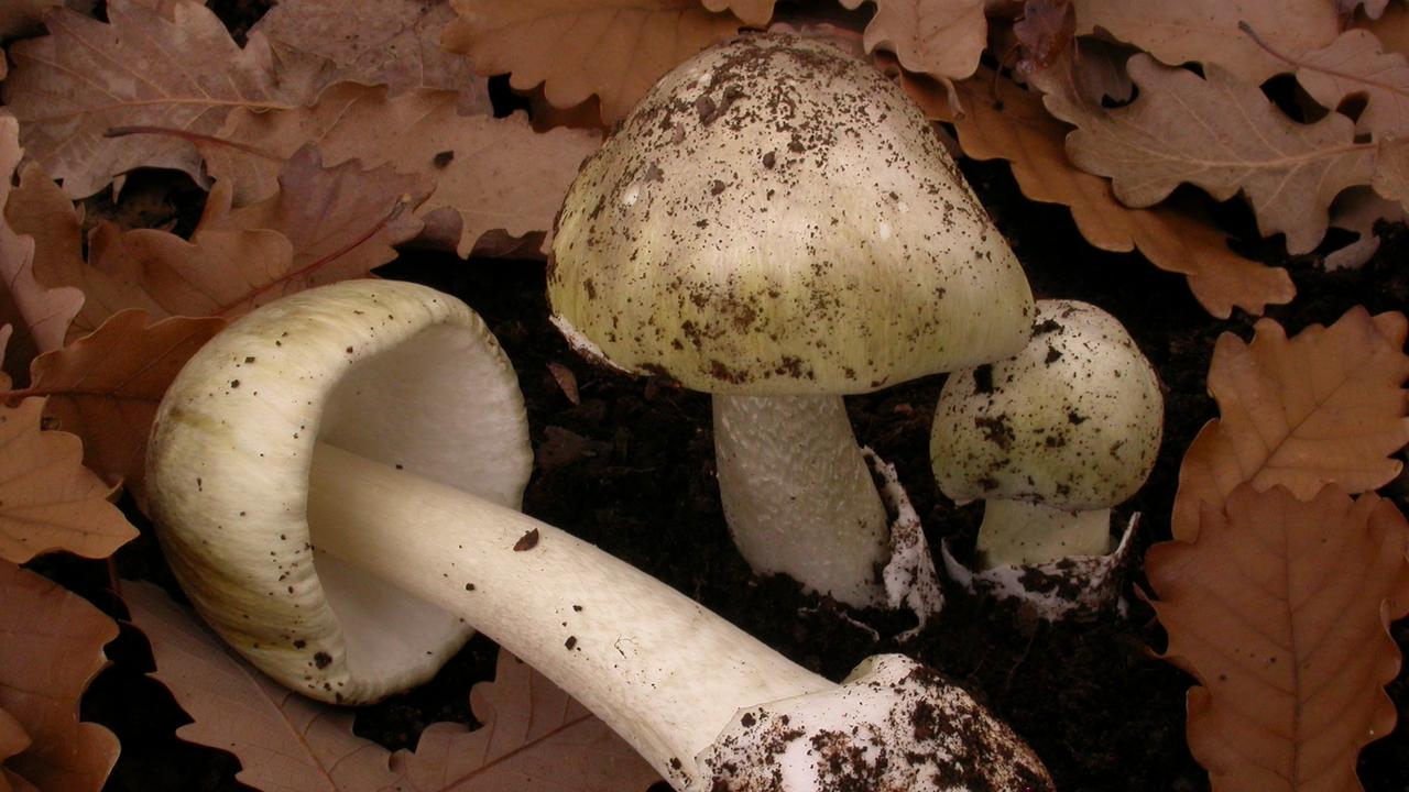 When it comes to mushrooms one witness says she can’t get enough