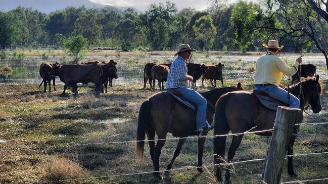 The Capricorn Highway was closed on Tuesday morning after a cattle truck rolled in the early hours of the morning. Photo: Darryn Nufer