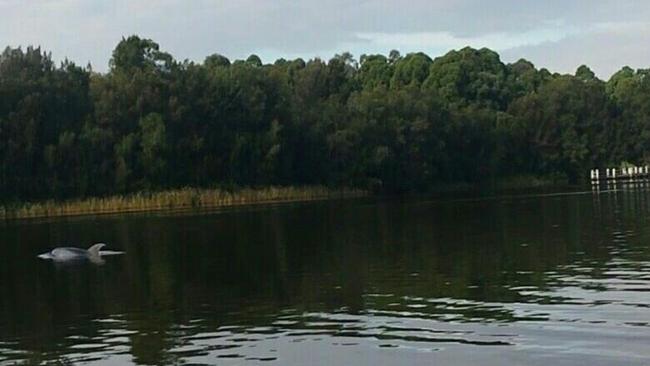 Pictures clearly show the dolphin in Chipping Norton Lake.