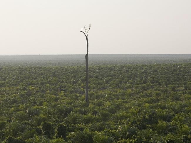 Palm oil plantation ... A lone but dead tree in a palm oil plantation in Indonesia. Picture: Greenpeace/Natalie Behring. 