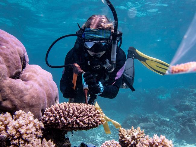 Record $1bn to protect Great Barrier Reef