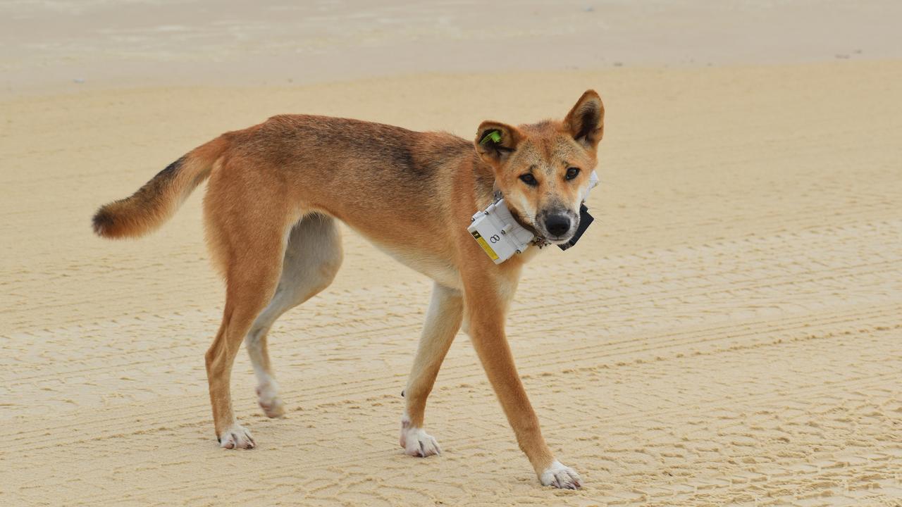 A high-risk dingo fitted with a GPS collar on K'gari.