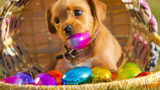 Puppy hot sale easter egg