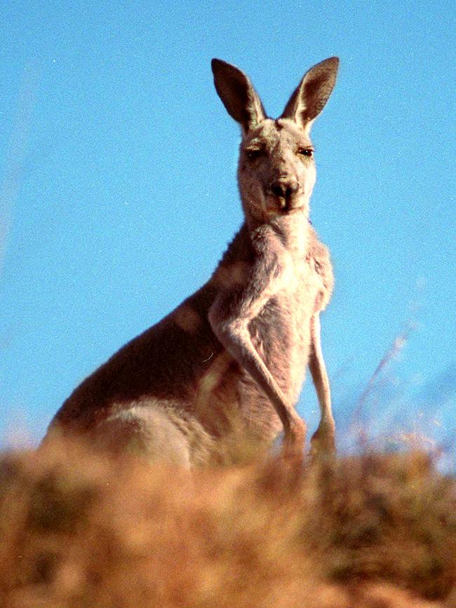 Kangaroos are increasingly being blamed for damage to farm pastures.