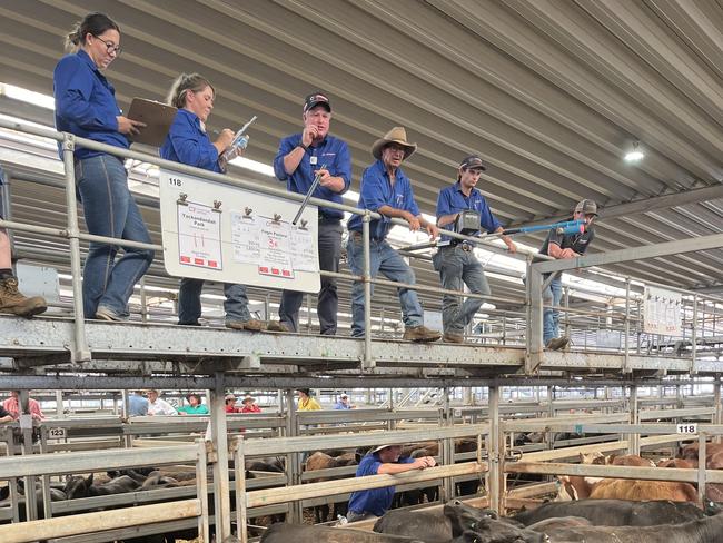 Selling action at the Wodonga store cattle sale.