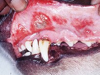 Alert after dog disease found in Qld