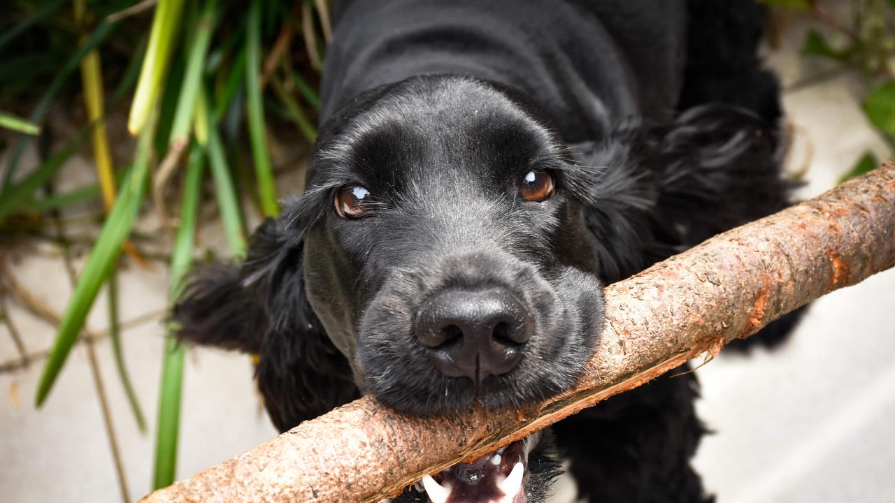 Experts are expecting a lot of homeless pets once lockdown and working from home subsides across the country.