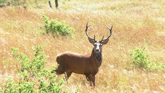 Wild deer are known as a pest species.