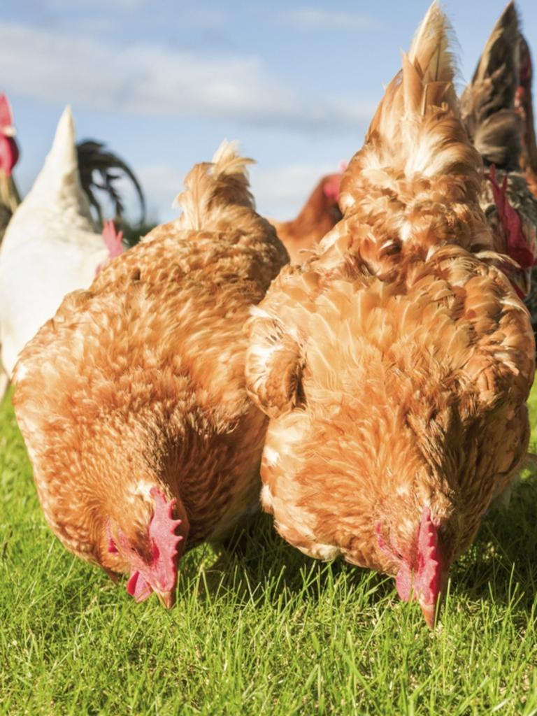 Avian Bird Flu: Chicken ‘lockdown’ Calls To Protect Egg Industry 