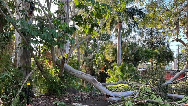 Fallen trees in Queens Park.