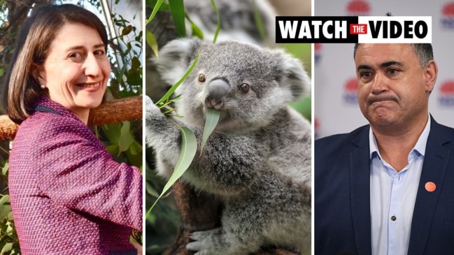 Koala war: NSW government crisis averted after Barilaro backs down