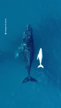 Rare white whale spotted in breathtaking footage