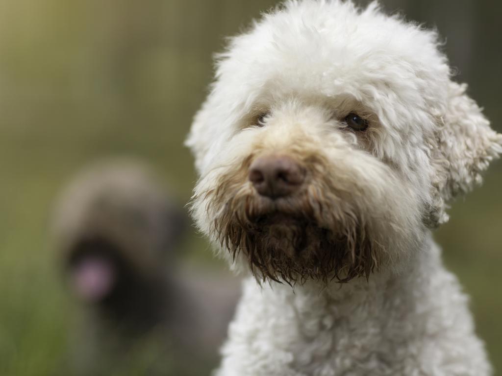 Lagotto Romagnolos (a.k.a. Italian Water Dogs) suffer more stomach upsets than any other dog, according to data from Pet Insurance Australia.