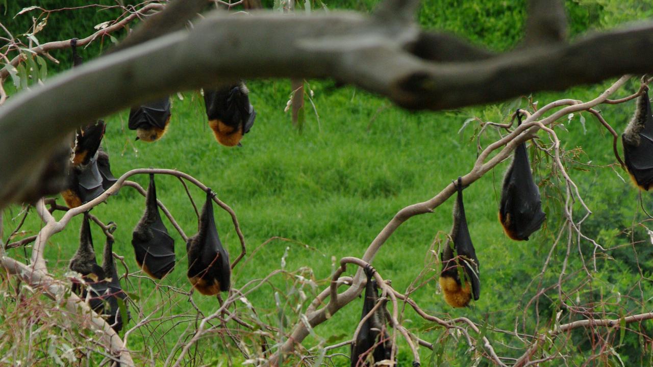 Yarra Bend bat colony: Councillor call for sprinklers to beat heat ...