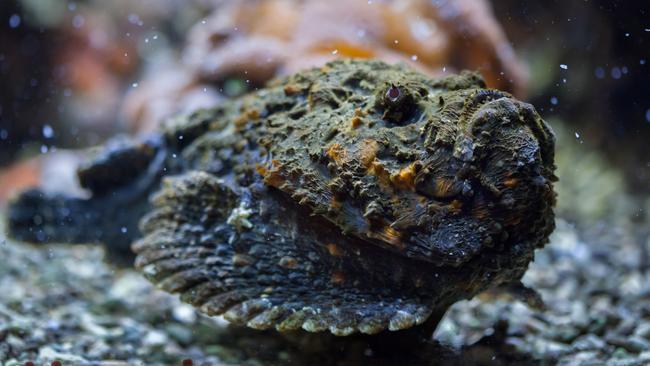 Stonefish have been prevalent at Tallebudgera Creek this week.