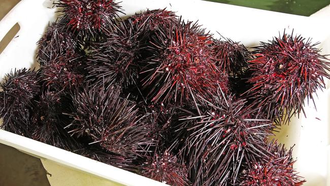 Research shows fisheries have removed 2.5 million urchins since 2017. Picture: ZAK SIMMONDS