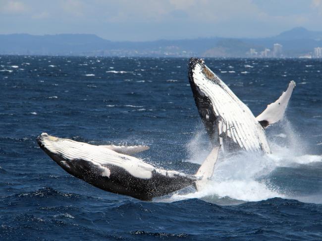 A mother and calf pictured off the Gold Coast breaching at the same time. Picture: Sea World Whale Watch