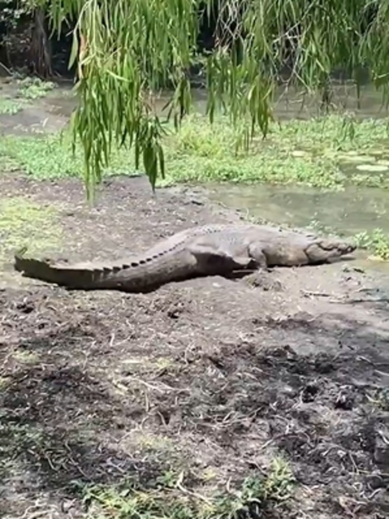 The croc was about 3.5m. Picture: Bill Yan