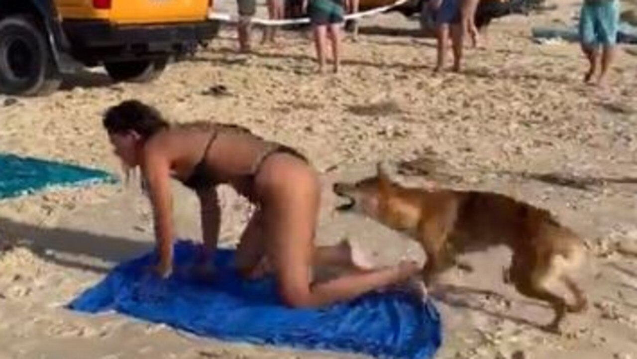 A dingo was euthanised after it was filmed biting a sunbathing tourist early last month. Picture: Queensland Department of Environment and Science