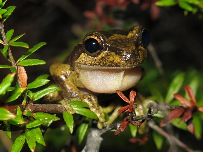 Littlejohn's Tree Frog (Litoria littlejohni)