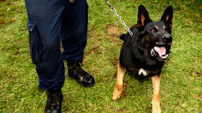 Chuck the police dog assisted in the capture of Malcolm Naden on a property outside of Gloucester. Picture: Simone De Peak