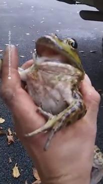 Female frogs fake death to avoid male attention