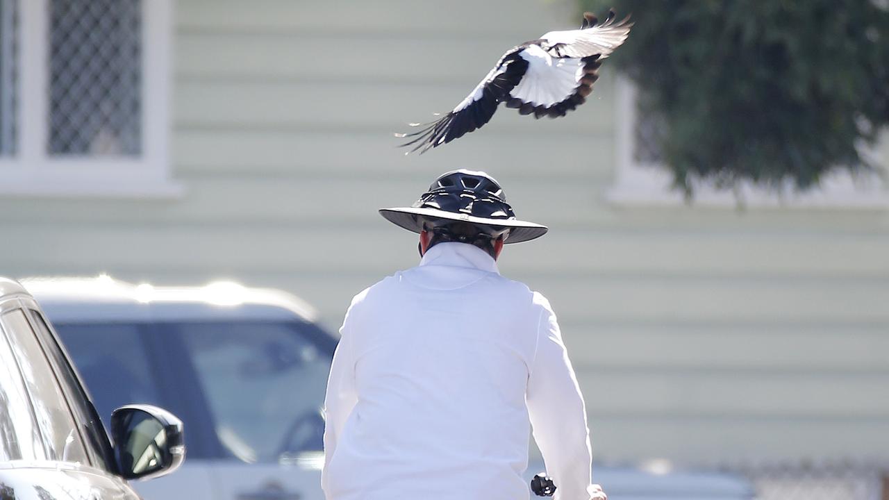 Bird experts are concerned swooping magpies may not be able to recognise otherwise familiar people due to face masks. Picture: Josh Woning/AAP