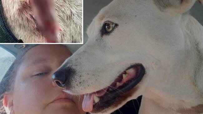 A dog has been put down after a horror attack in the Wide Bay.