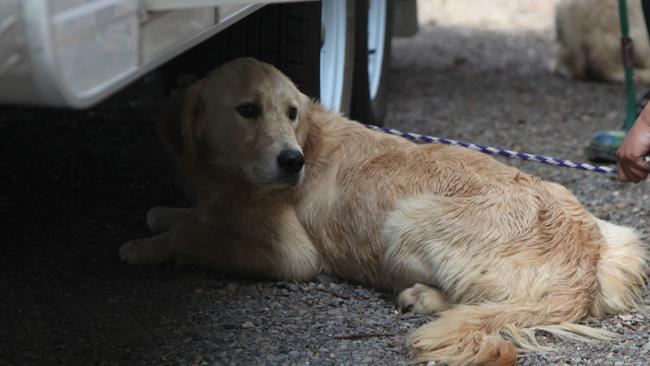 The major investigation arm of the RSPCA has acted on a search warrant on a property near Geelong, where they seized six dogs. Photo: Supplied.