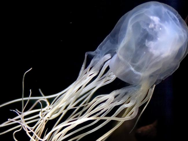 The lethal box jellyfish has accounted for a reported 79 deaths to date.  Picture: Supplied