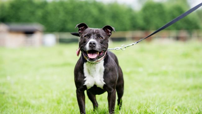 Staffordshire bull terriers are easy to get along with. Image: iStock 