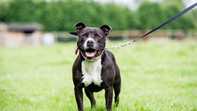 Staffordshire bull terriers are easy to get along with. Image: iStock 