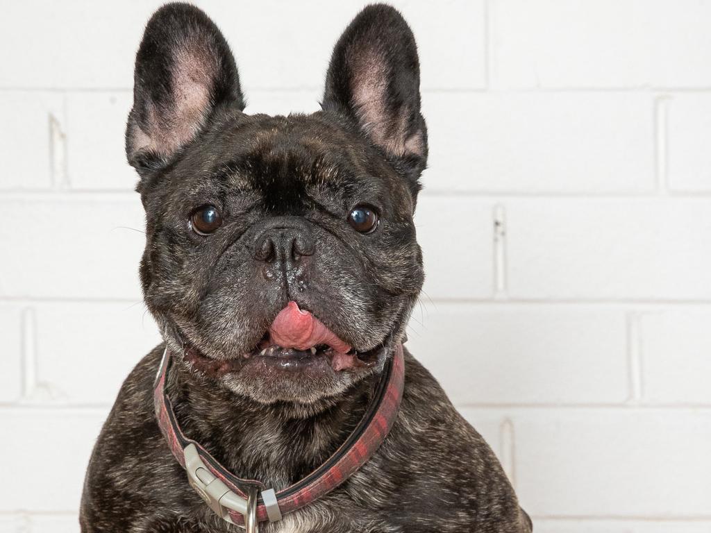 French Bulldogs and pugs could be phased out in Victoria because of ...