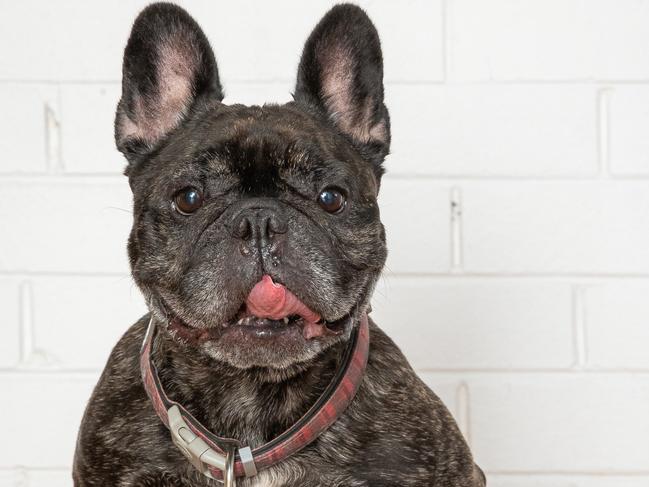 Picnic’s previous owner tried to euthanise her after three surgeries for health complications. Picture: Jason Edwards