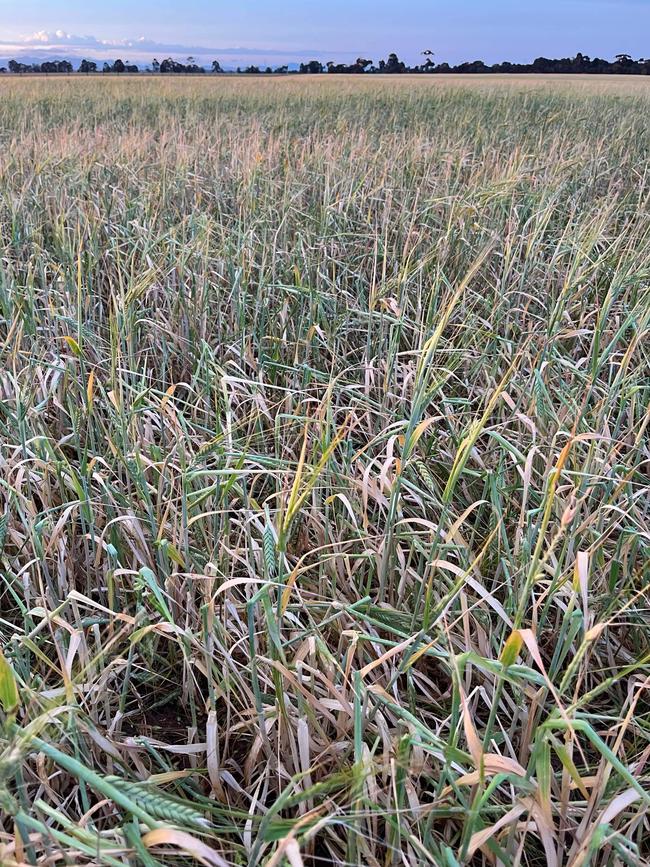 Hail storm damage to crops near Horsham.