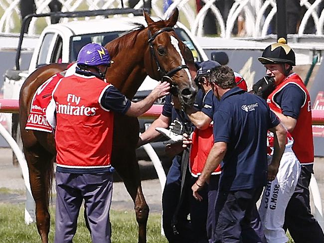 Red Cadeaux is attended to after failing to finish the race. Picture: Wayne Ludbey