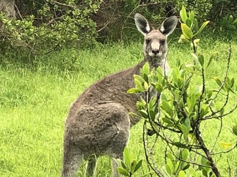 Eastern grey kangaroo population booms