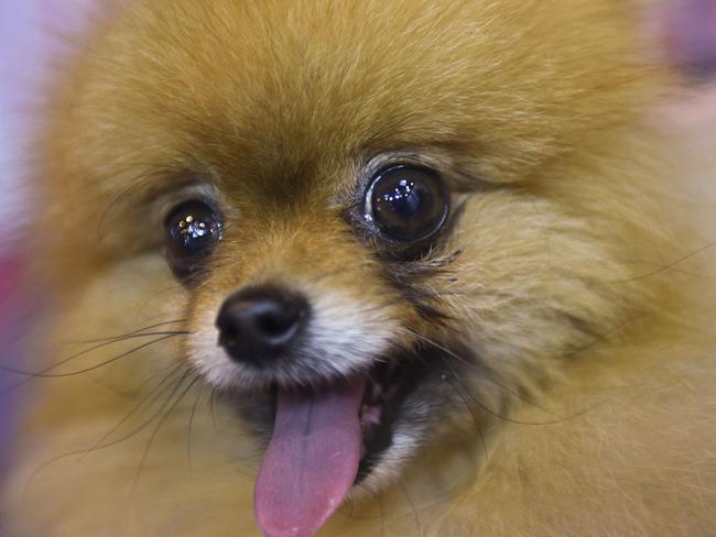 Pomeranians are one of the popular breeds included, which come from as far away as Brazil, Canada and South Korea. Picture: AFP/Oli Scarff.